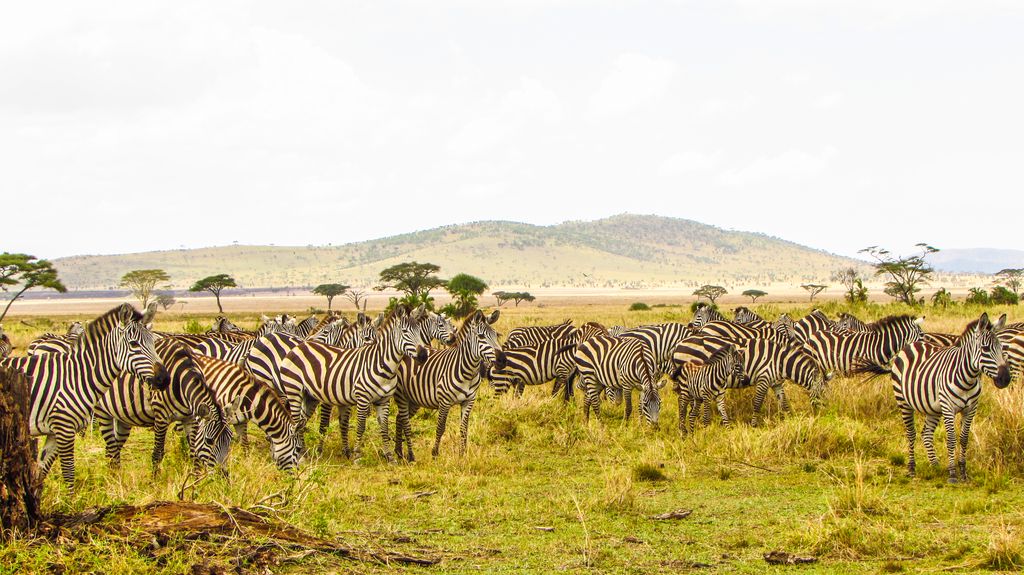 A herd of zebras grazing in the Serengeti plains of Tanzania under a bright sky.