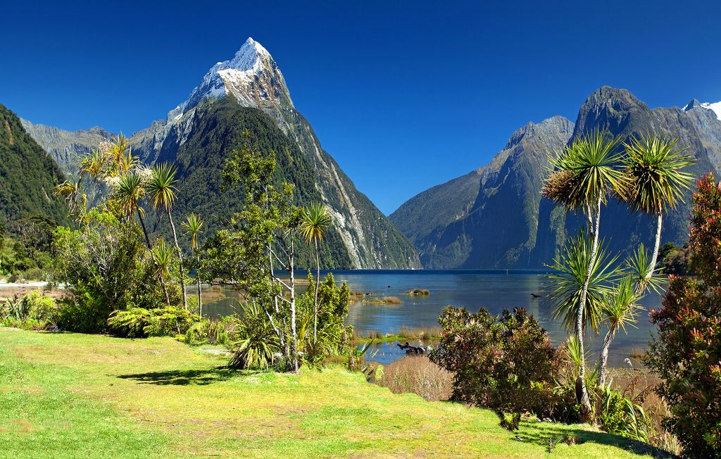 Breathtaking view of Milford Sound with Mitre Peak, lush greenery, and clear blue skies.